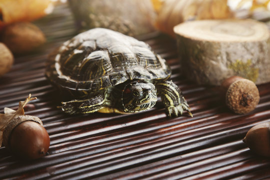 Turtle with acorn on wooden background