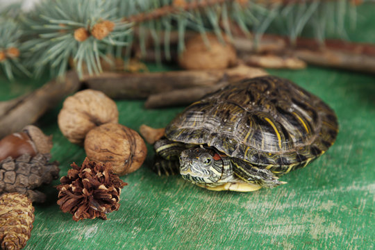 Turtle with acorn and autumn leaves on green background