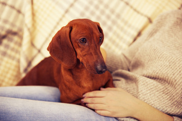 Woman with cute dachshund puppy on plaid background