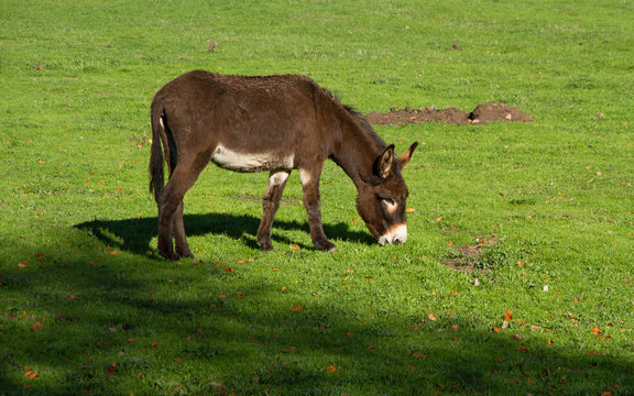 Burro Pastando en un Prado Verde - Asno o burro pastando en el campo con hierba verde