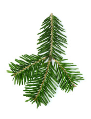 Fresh fir branch isolated.