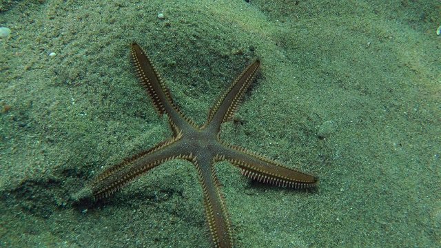 Slender sea star (Astropecten spinulosus) buries itself in sandy soil, medium shot.
