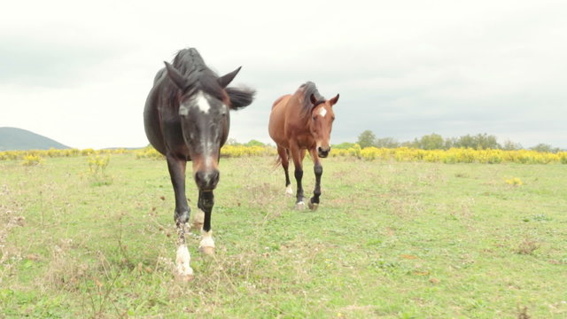 Walking outdoor near horses  gimbal steadicam  