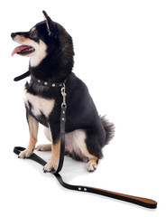 Siba inu with lead isolated on white background