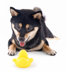Siba inu playing with toy duck isolated on white