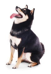 Siba inu dog isolated on white