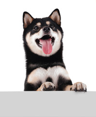 Sia inu and banner isolated on white