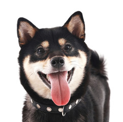 Siba inu dog isolated on white