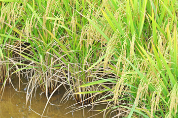 mature or ripe paddy at paddy field waiting to be harvested