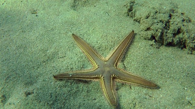 Slender sea star (Astropecten spinulosus) buries itself in sandy soil, medium shot.

