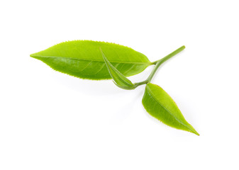 Obraz premium tea leaf isolated on white background