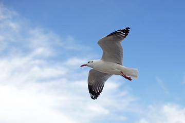 flying seagull bird