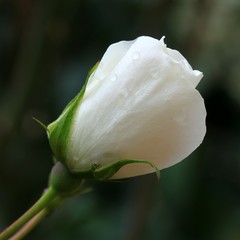 White rosebud
