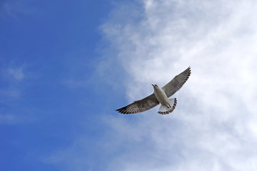 flying seagull bird