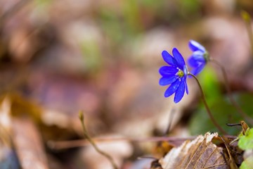 Close up of Liverworts flowers
