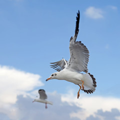 flying seagull bird