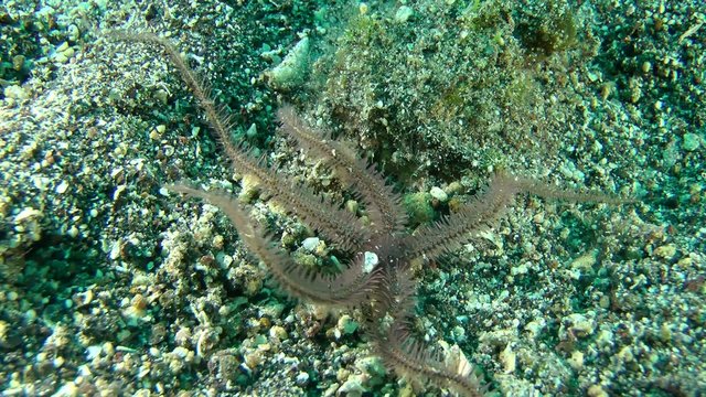 Common brittle star (Ophiothrix fragilis) crawling along the bottom, medium shot. 

