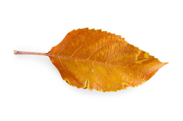 Dry leaf, isolated on white