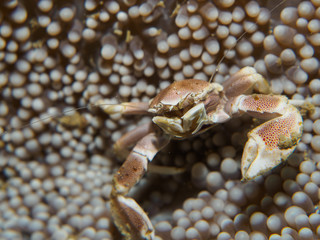 Porcelain crab
