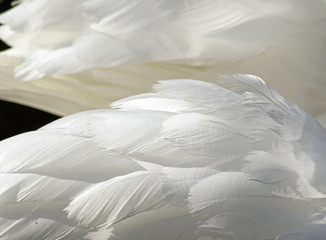 The layered wispy white feathers of a Mute Swan 

