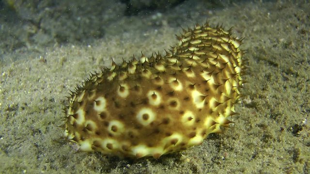 Sea cucumber (Holothuria sanctori) crawling along the bottom, medium shot.
