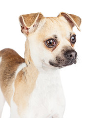 Portrait of a Chihuahua mixed breed dog looking off to the side