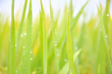 Defocused of paddy plant leaves with sparkling morning dew.