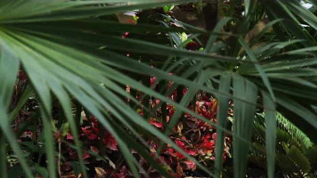 Royalty Free Stock Video Footage of oasis vegetation shot in Israel at 4k with Red.