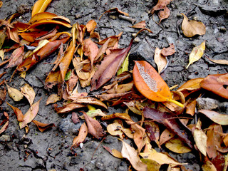 Foliage, leaves.