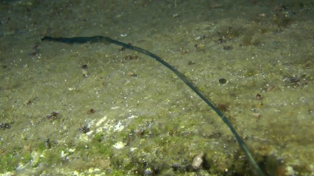 Green spoonworm (Bonellia viridis) draws its trunk, medium shot.
