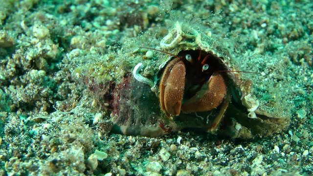 Hermit Crab (Pagurus sp.) appear of its shell, medium shot.
