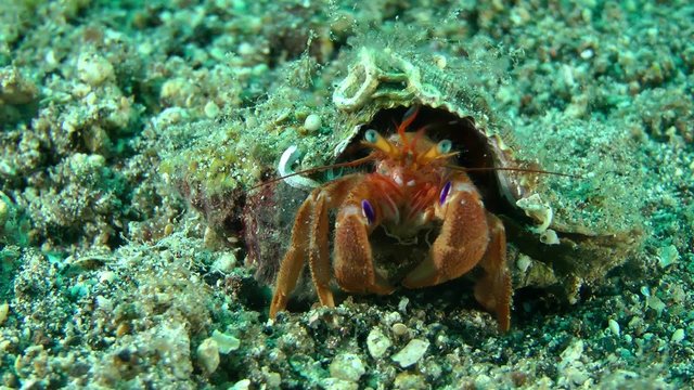 Hermit Crab (Pagurus sp.) in its shell, medium shot.
