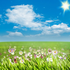 Fototapeta na wymiar Beauty meadow with flowers and green grass under blue skies, sea