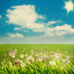 Fototapeta na wymiar Beauty meadow with flowers and green grass under blue skies, sea