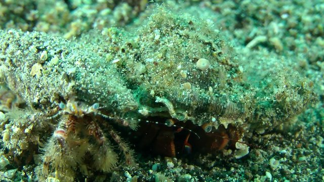 Two Hermit Crabs (Pagurus sp.) In its shell, medium shot.
