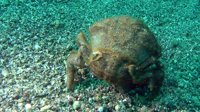 Sponge Crab (Dromia personata) crawling on the seabed. Medium shot.
