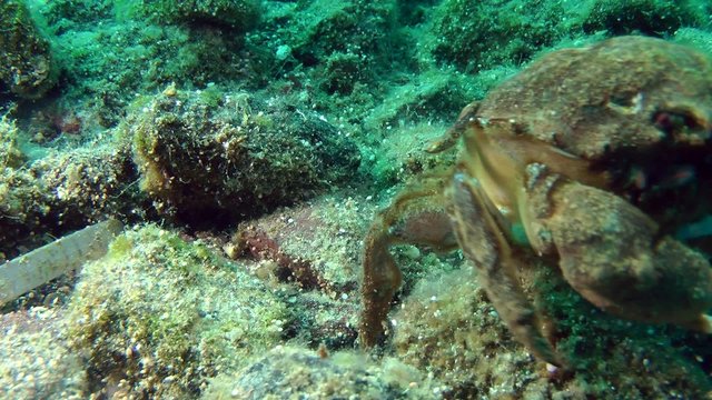 Sponge Crab (Dromia personata) crawling on the seabed. Medium shot.
