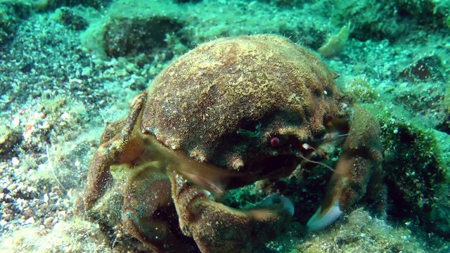 Sponge Crab (Dromia personata) crawling on the seabed. Medium shot.

