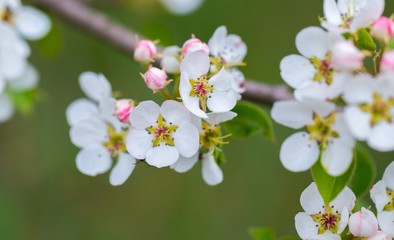 Obraz na płótnie Canvas Blooming flowers of apple tree