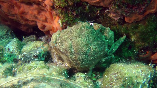 Sponge Crab (Dromia personata) sits near the stone. Wide shot.
