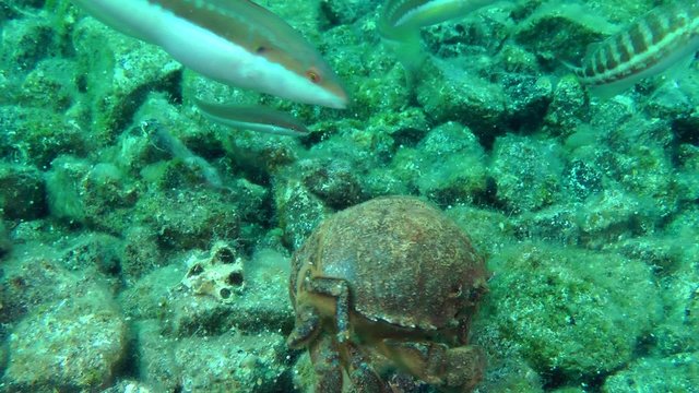 Mediterranean rainbow wrasse examines Sponge Crab (Dromia personata) crawling on the seabed, medium shot.
