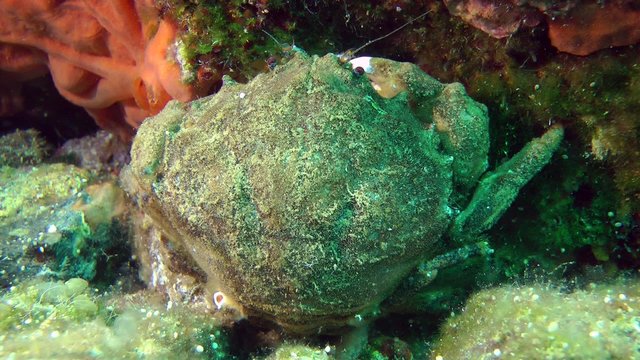 Sponge Crab (Dromia personata) sits near the stone. Medium shot.

