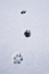 Tropy psa i sarny na śniegu