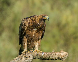 Golden Eagle