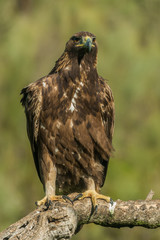 Golden Eagle