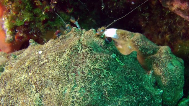 Sponge Crab (Dromia personata) sits near the stone, close-up.


