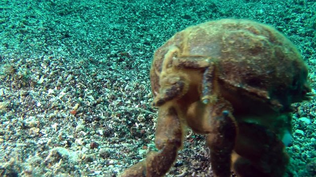 Sponge Crab (Dromia personata) crawling on the seabed. Medium shot.

