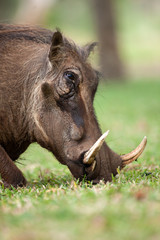 Warthog grazing in African Bush