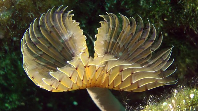 Peacock worm (Sabella pavonina): corolla of tentacles swaying in the flow of water, close-up.

