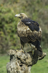 Golden Eagle